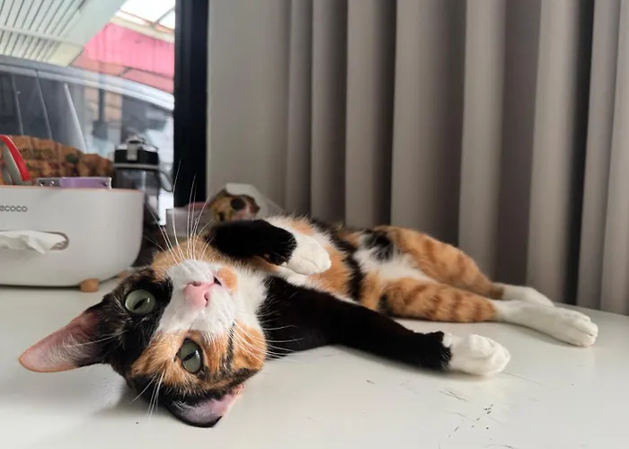 Cozy Cat Souluna In Ekkamai Privatunterkunft Bangkok